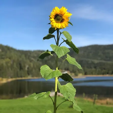 Hus Pa Gardstun I Rolige Omgivelser I Eidsborg Holiday home Kleppo
